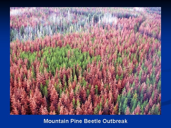 Mountain Pine Beetle Outbreak 