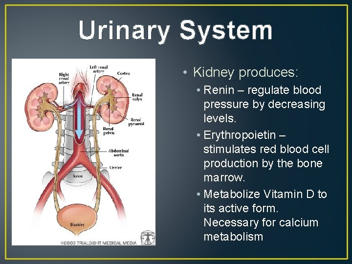 Urinary System • Kidney produces: • Renin – regulate blood pressure by decreasing levels.