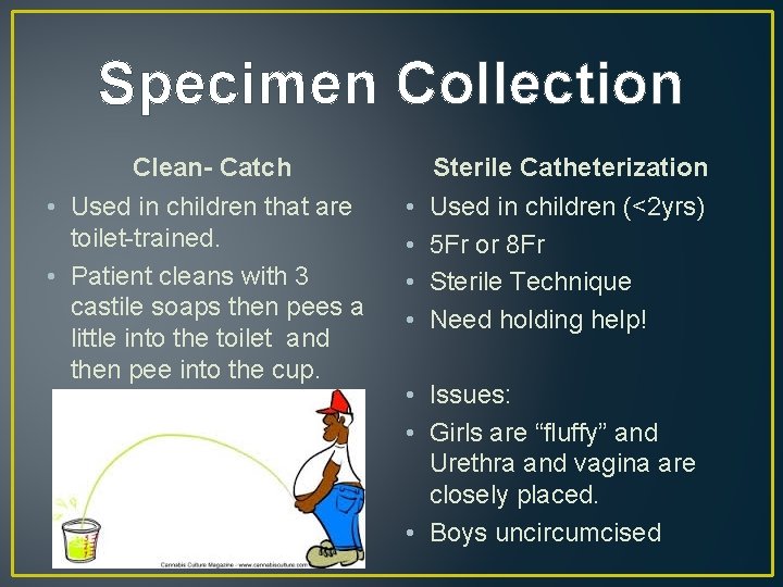 Specimen Collection Clean- Catch • Used in children that are toilet-trained. • Patient cleans