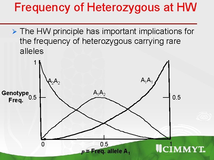Frequency of Heterozygous at HW Ø The HW principle has important implications for the