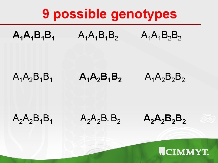 9 possible genotypes A 1 A 1 B 1 B 1 A 1 A