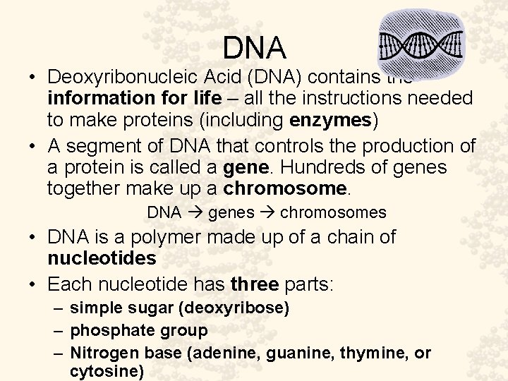 DNA • Deoxyribonucleic Acid (DNA) contains the information for life – all the instructions