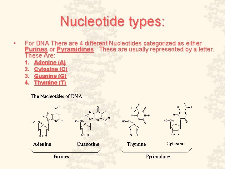 Nucleotide types: • For DNA There are 4 different Nucleotides categorized as either Purines