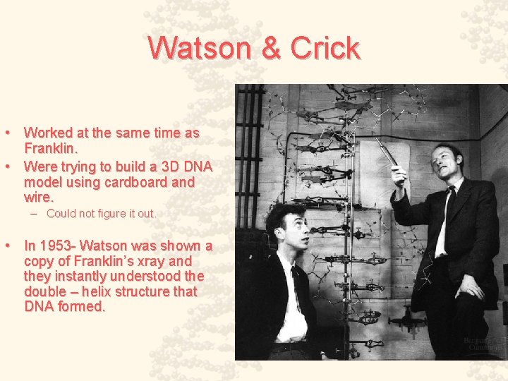 Watson & Crick • Worked at the same time as Franklin. • Were trying