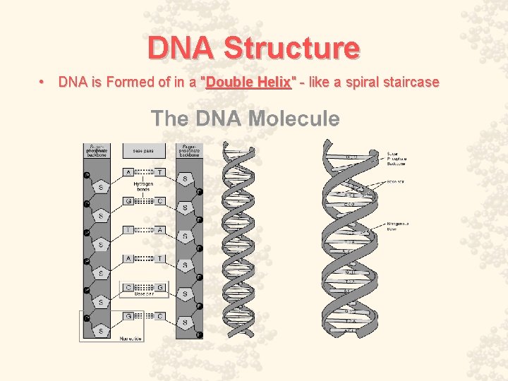 DNA Structure • DNA is Formed of in a "Double Helix" - like a