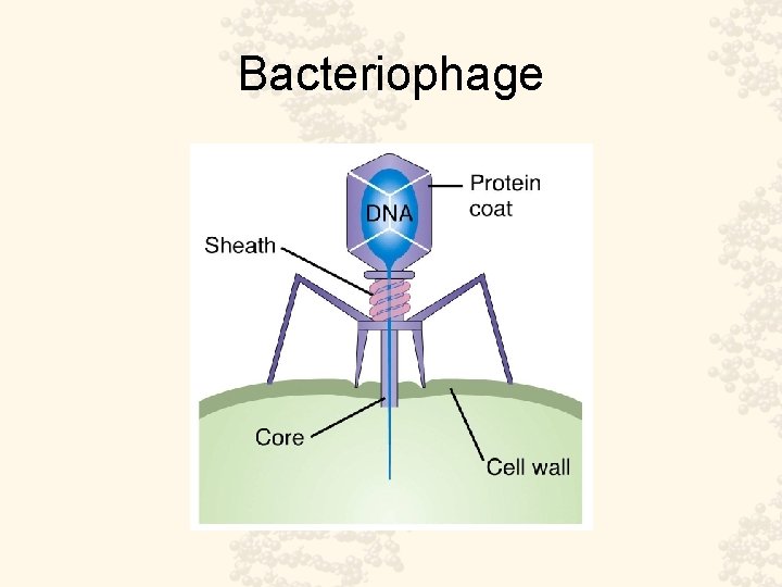 Bacteriophage 
