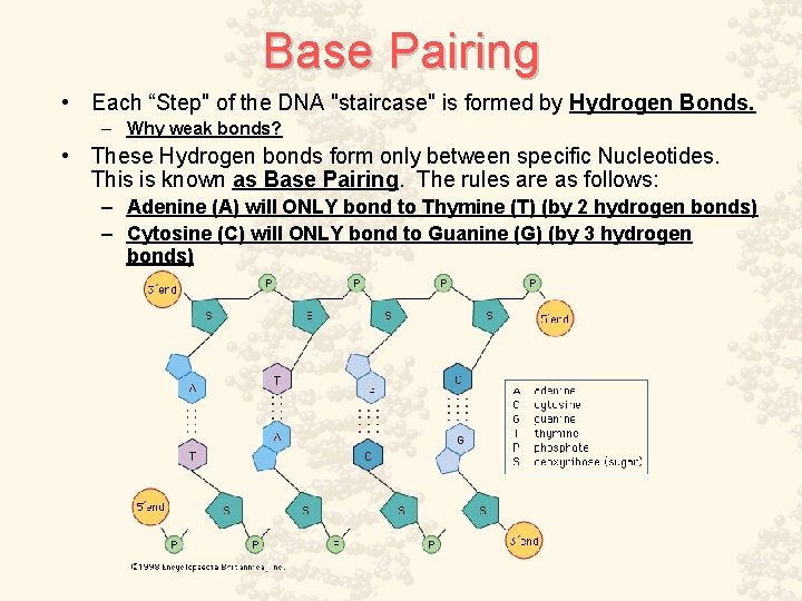 Base Pairing • Each “Step" of the DNA "staircase" is formed by Hydrogen Bonds.
