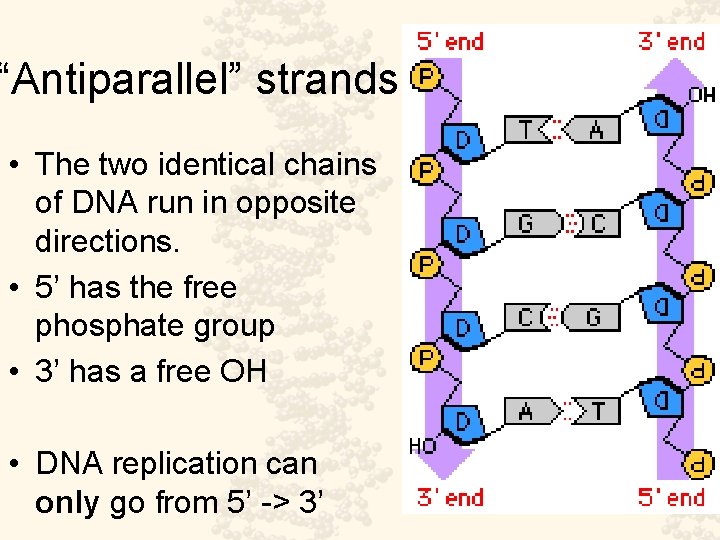 “Antiparallel” strands • The two identical chains of DNA run in opposite directions. •