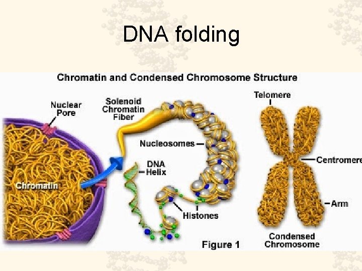 DNA folding 