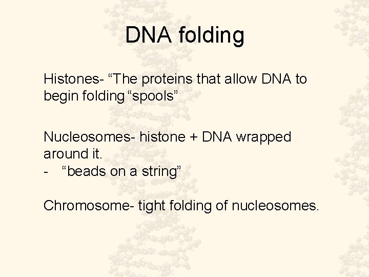 DNA folding Histones- “The proteins that allow DNA to begin folding “spools” Nucleosomes- histone