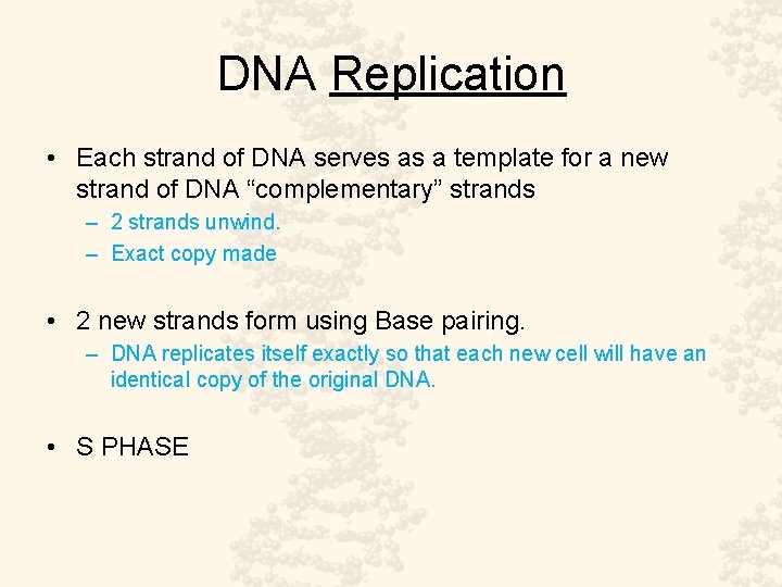 DNA Replication • Each strand of DNA serves as a template for a new