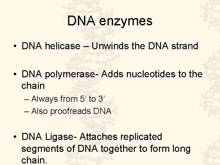 DNA enzymes • DNA helicase – Unwinds the DNA strand • DNA polymerase- Adds