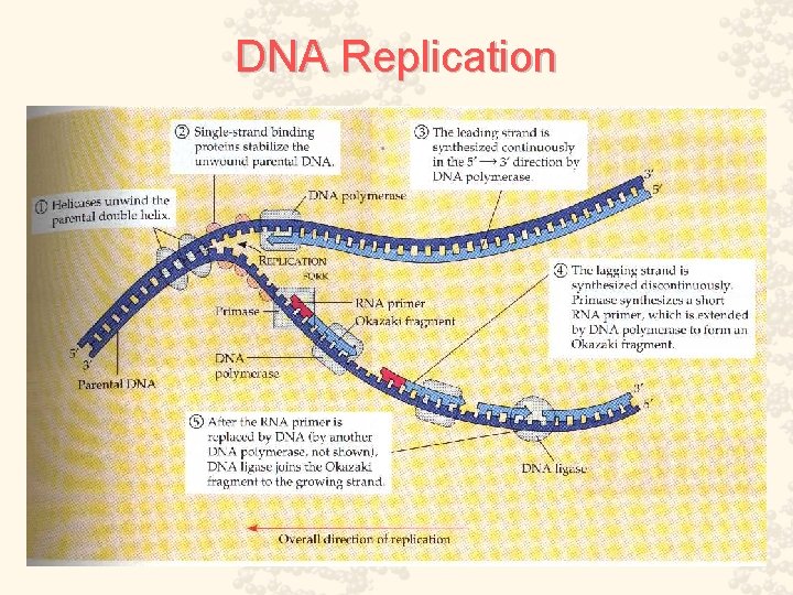 DNA Replication 