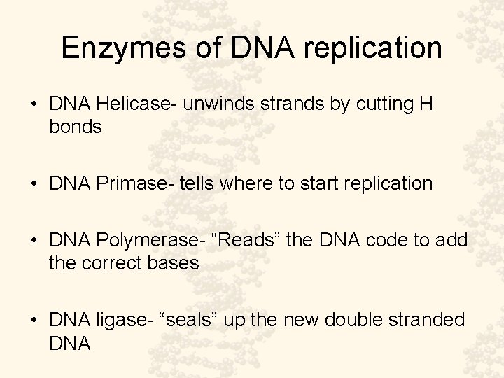 Enzymes of DNA replication • DNA Helicase- unwinds strands by cutting H bonds •