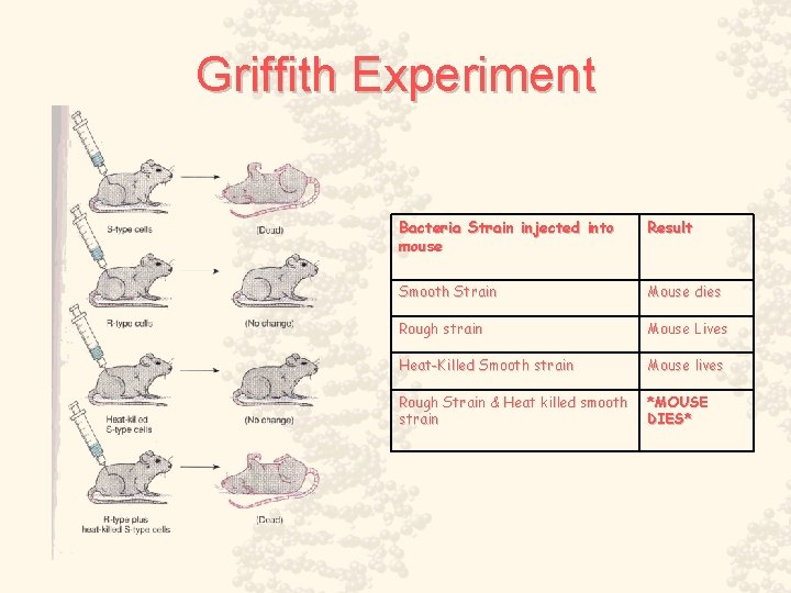 Griffith Experiment Bacteria Strain injected into mouse Result Smooth Strain Mouse dies Rough strain