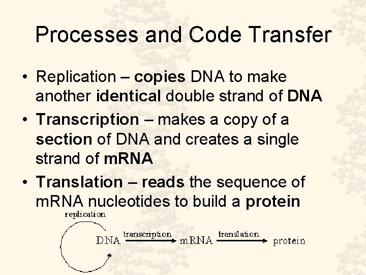 Processes and Code Transfer • Replication – copies DNA to make another identical double