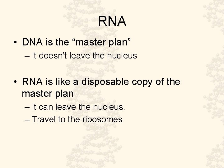 RNA • DNA is the “master plan” – It doesn’t leave the nucleus •