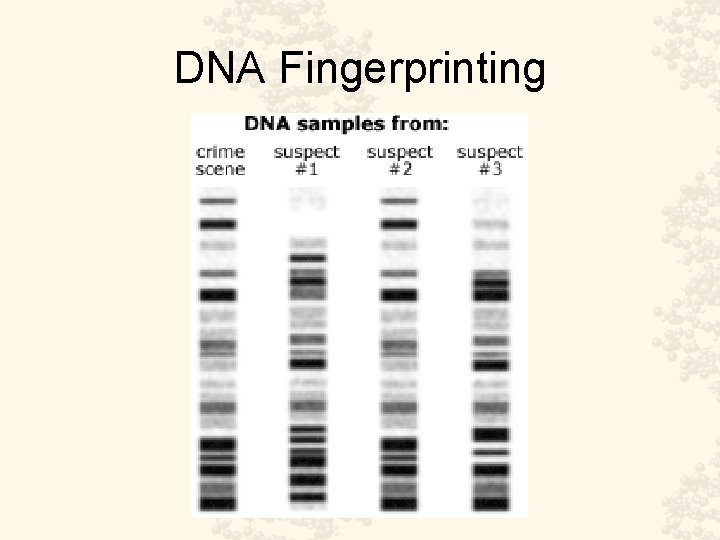 DNA Fingerprinting 