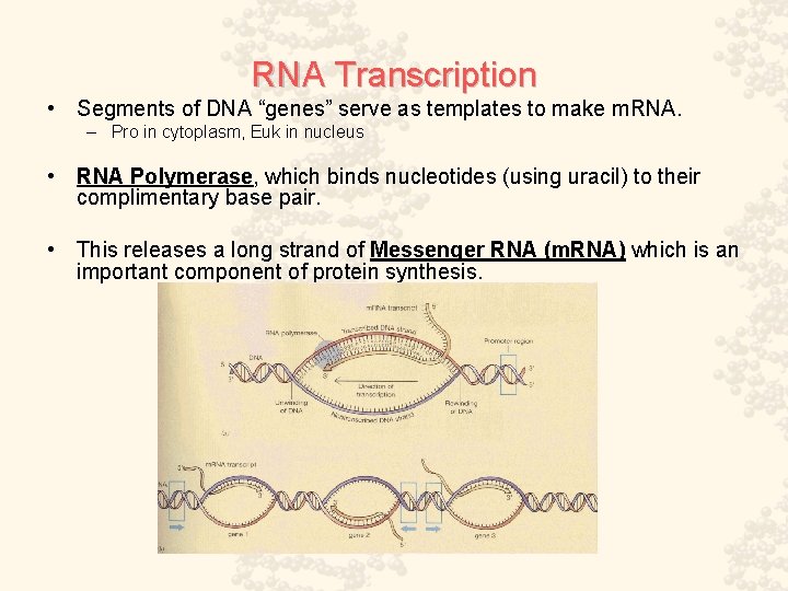 RNA Transcription • Segments of DNA “genes” serve as templates to make m. RNA.