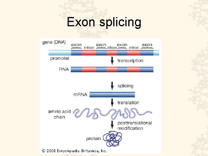 Exon splicing 