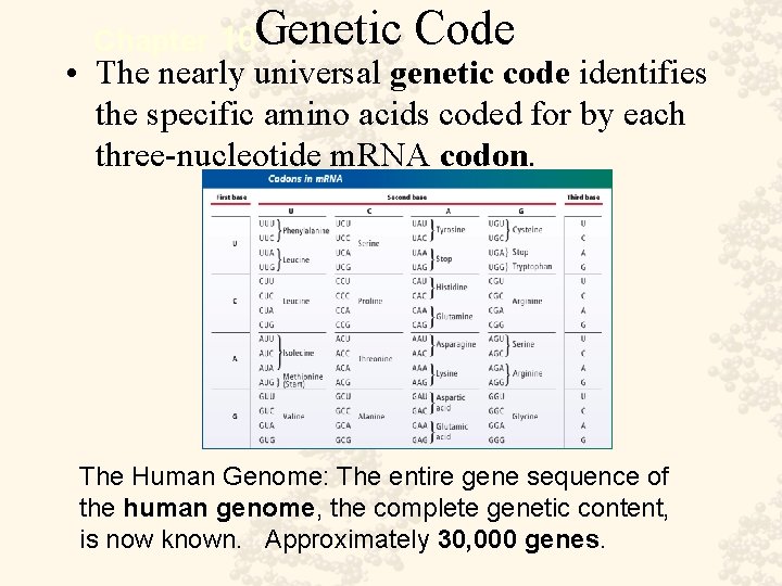 Chapter 10 Genetic Code • The nearly universal genetic code identifies the specific amino