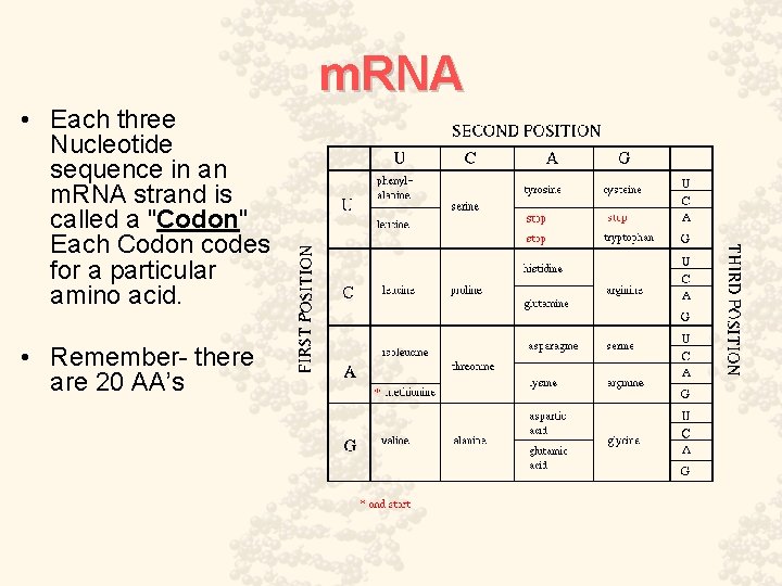 m. RNA • Each three Nucleotide sequence in an m. RNA strand is called