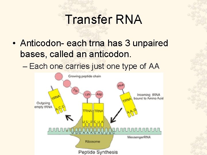 Transfer RNA • Anticodon- each trna has 3 unpaired bases, called an anticodon. –
