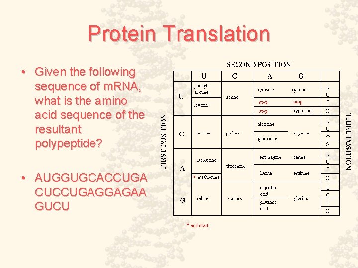 Protein Translation • Given the following sequence of m. RNA, what is the amino