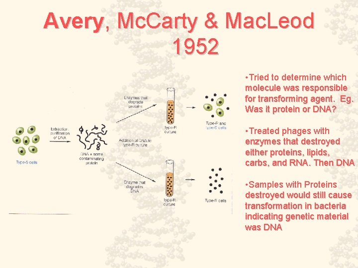 Avery, Mc. Carty & Mac. Leod 1952 • Tried to determine which molecule was