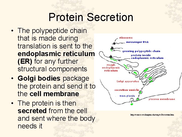 Protein Secretion • The polypeptide chain that is made during translation is sent to