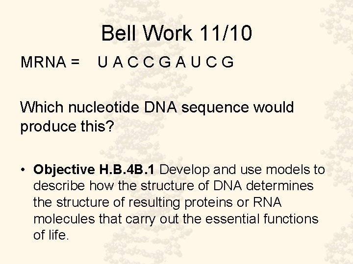 Bell Work 11/10 MRNA = U A C C G A U C G