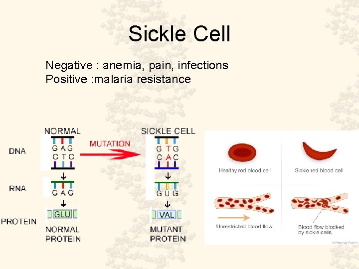 Sickle Cell Negative : anemia, pain, infections Positive : malaria resistance 