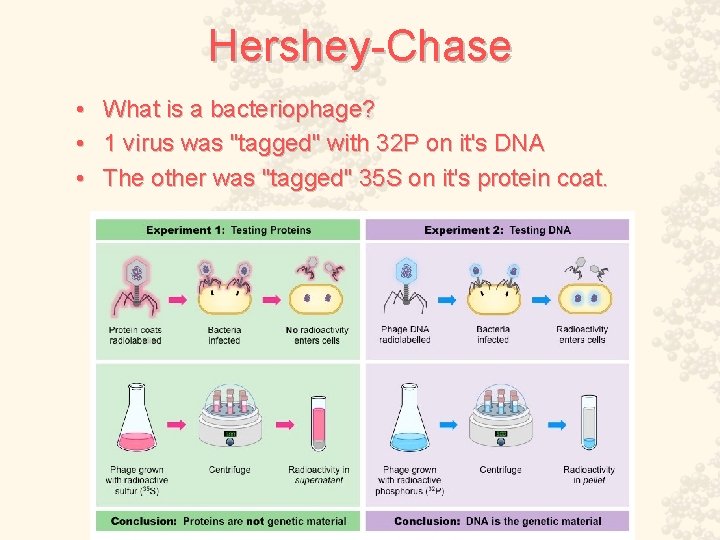 Hershey-Chase • • • What is a bacteriophage? 1 virus was "tagged" with 32