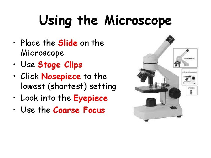 Using the Microscope • Place the Slide on the Microscope • Use Stage Clips