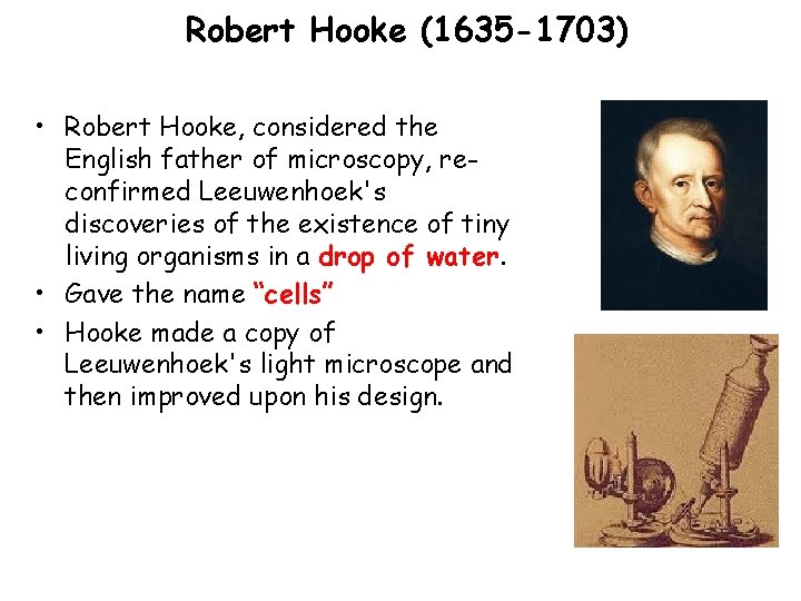 Robert Hooke (1635 -1703) • Robert Hooke, considered the English father of microscopy, reconfirmed