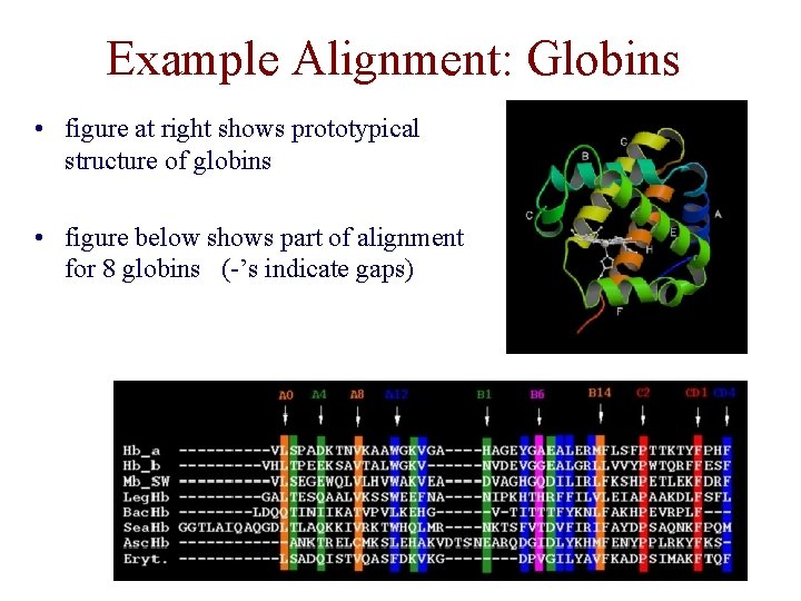 Example Alignment: Globins • figure at right shows prototypical structure of globins • figure