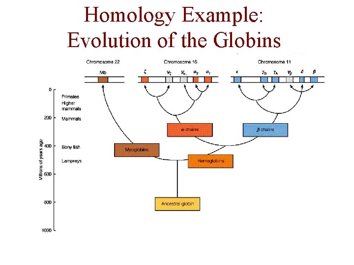 Homology Example: Evolution of the Globins 