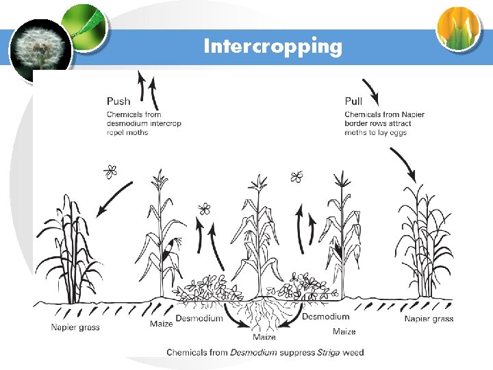 Intercropping 
