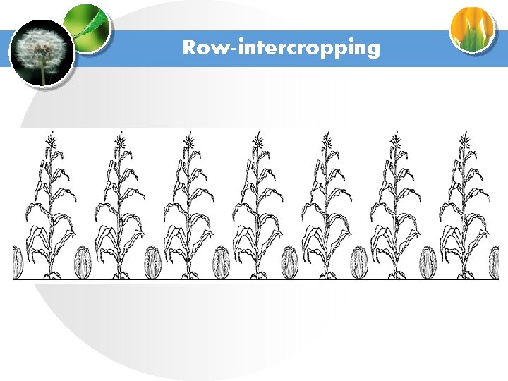 Row-intercropping 