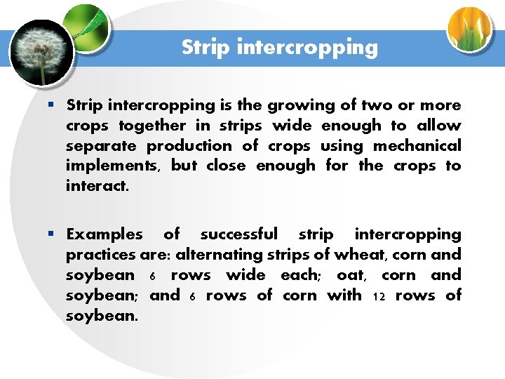Strip intercropping § Strip intercropping is the growing of two or more crops together