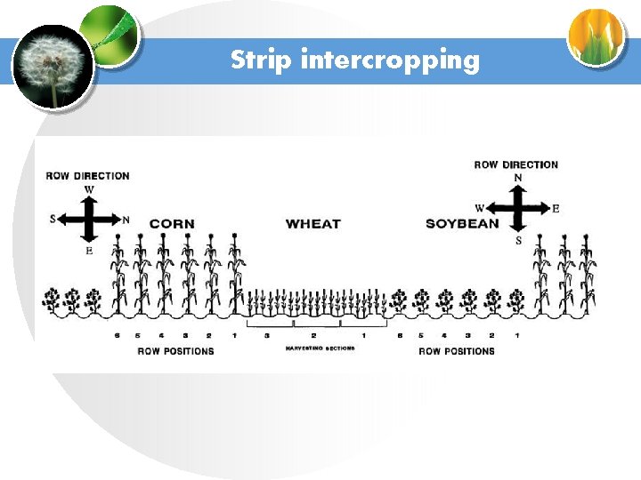 Strip intercropping 