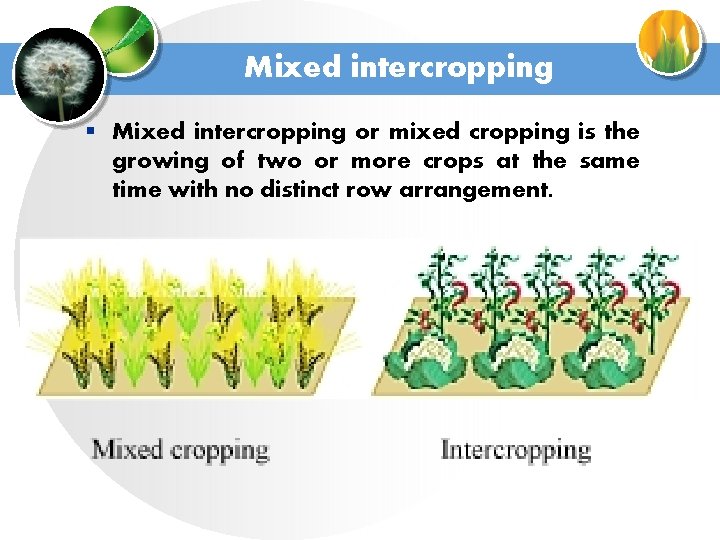 Mixed intercropping § Mixed intercropping or mixed cropping is the growing of two or