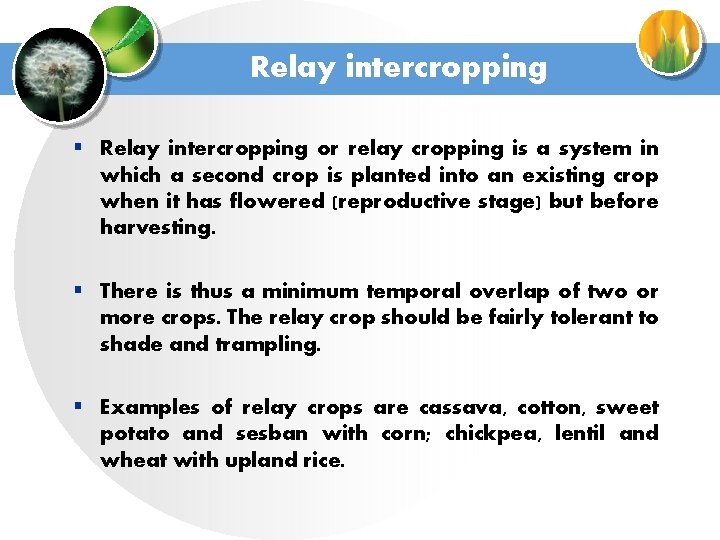 Relay intercropping § Relay intercropping or relay cropping is a system in which a