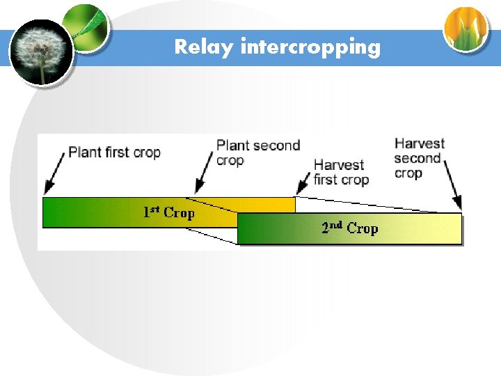 Relay intercropping 