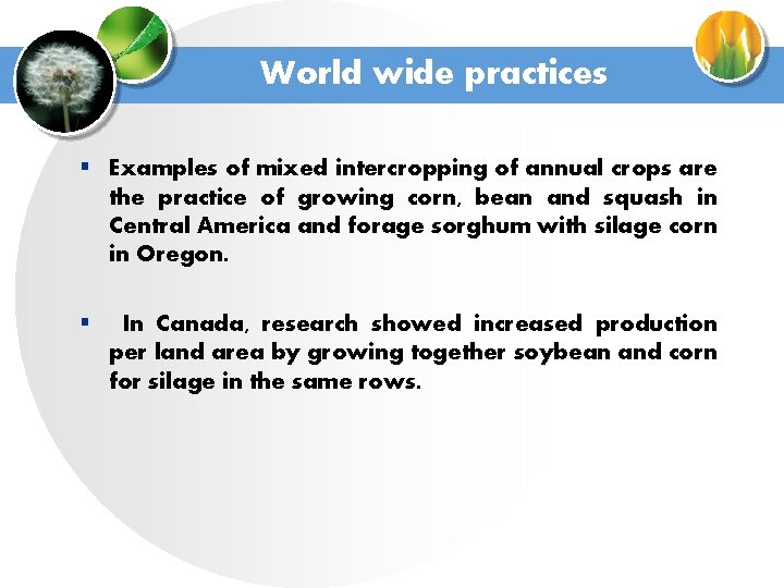 World wide practices § Examples of mixed intercropping of annual crops are the practice