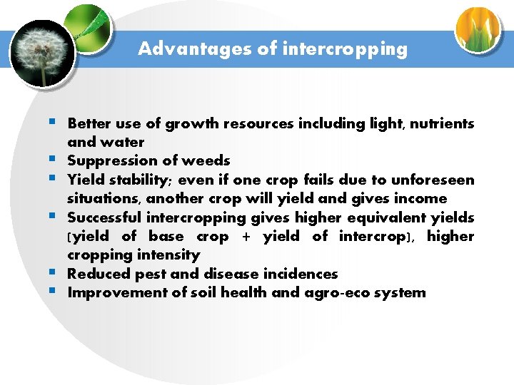 Advantages of intercropping § Better use of growth resources including light, nutrients § §