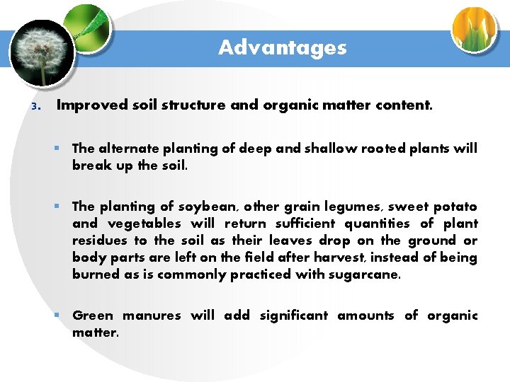 Advantages 3. Improved soil structure and organic matter content. § The alternate planting of