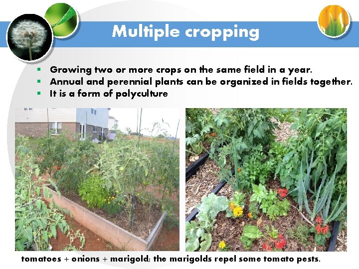 Multiple cropping § Growing two or more crops on the same field in a