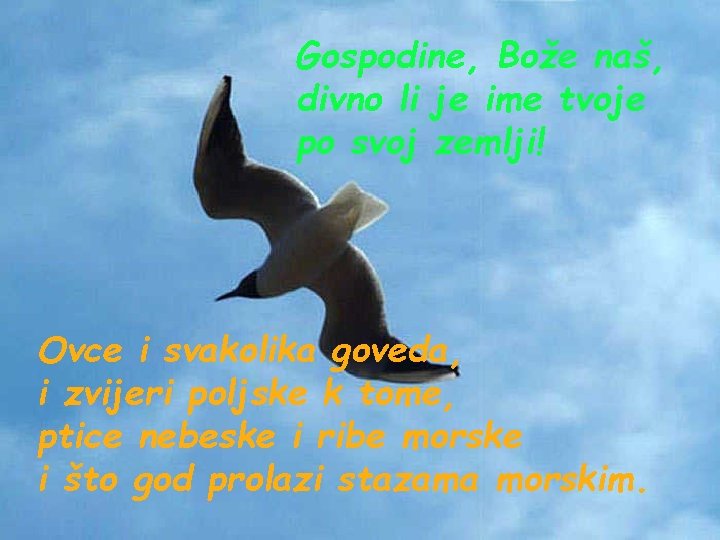 Gospodine, Bože naš, divno li je ime tvoje po svoj zemlji! Ovce i svakolika