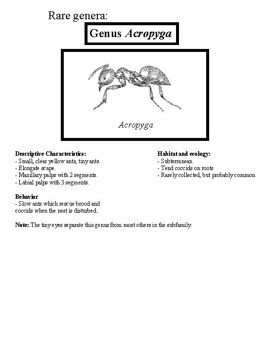 Rare genera: Genus Acropyga Descriptive Characteristics: - Small, clear yellow ants, tiny ants. -